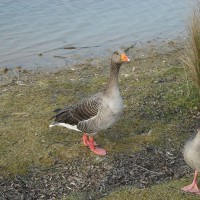 Greylag Goose
